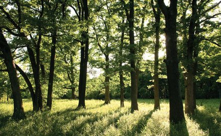 Ecological Restoration 1